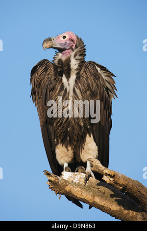 Lambito di fronte-avvoltoio su un albero, Serengeti, Tanzania Foto Stock