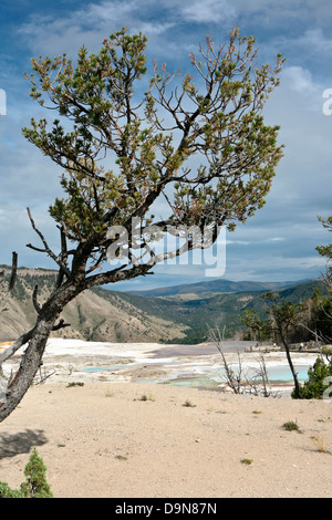 Mammoth Hot Spring,il parco nazionale di Yellowstone,wyoming,usa Foto Stock