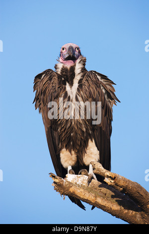 Lambito di fronte-avvoltoio su un albero, Serengeti, Tanzania Foto Stock