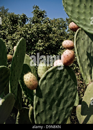 Ficodindia,Sicilia,Italia Foto Stock