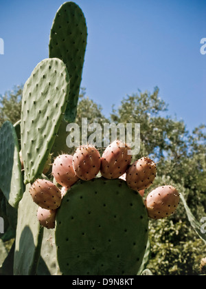 Ficodindia,Sicilia,Italia Foto Stock