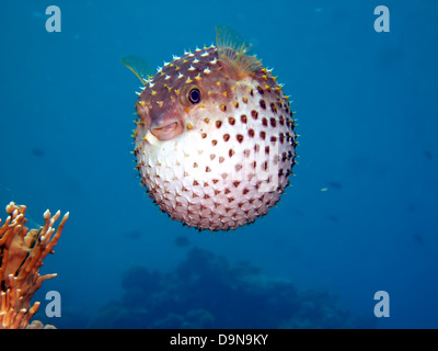 Giallo maculato burrfish. (Cyclithys spilostylus) Foto Stock