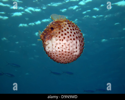 Giallo maculato burrfish. (Cyclithys spilostylus) Foto Stock