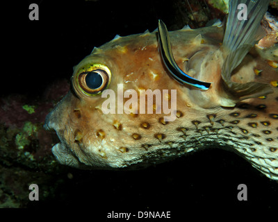 Giallo maculato burrfish. (Cyclithys spilostylus) Foto Stock