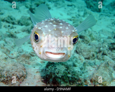 Giallo maculato burrfish. (Cyclithys spilostylus) Foto Stock