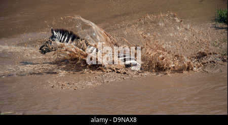 Zebra croce Talek River, il Masai Mara, Kenya Foto Stock