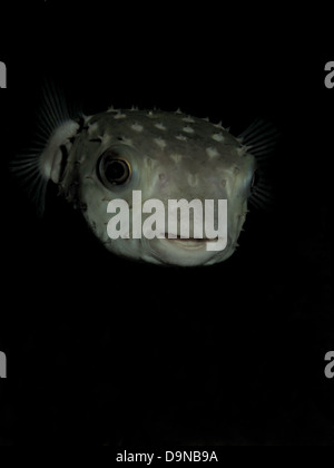 Giallo maculato burrfish. (Cyclithys spilostylus) Foto Stock