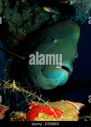 Napoleonfish (cheilinus undulatus) Foto Stock