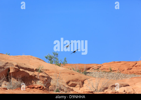 Un Americano Crow (Corvus brachyrhynchos) presso il lago Powell in Utah Foto Stock