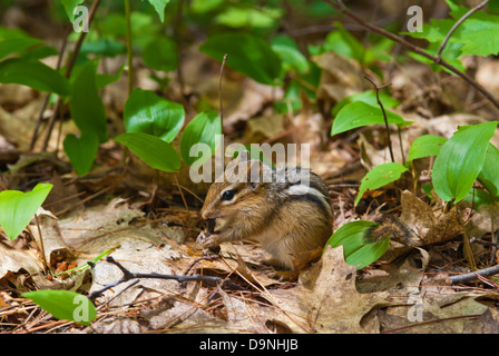 Scoiattolo striado orientale (Tamias striatus) sedersi e mangiare sul pavimento di foresta, Bon Echo Provincial Park, Ontario Foto Stock