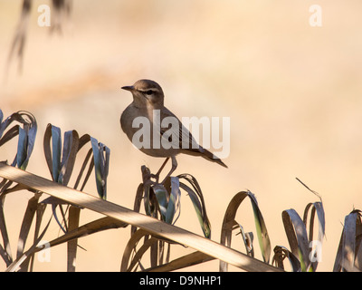 Rufous Bush Robin (Cercotrichas galactotes) su un Palm frond su Lesbo, Grecia. Foto Stock