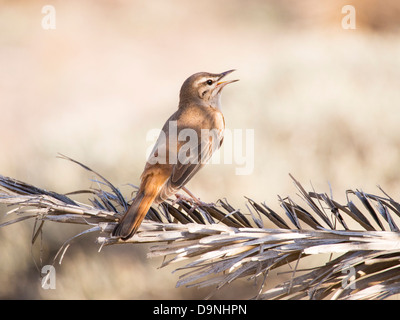 Rufous Bush Robin (Cercotrichas galactotes) su un Palm frond su Lesbo, Grecia. Foto Stock