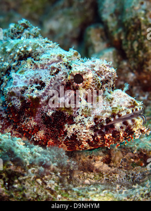 Barbuto scorfani (scorpaenopsis barbatus) Foto Stock