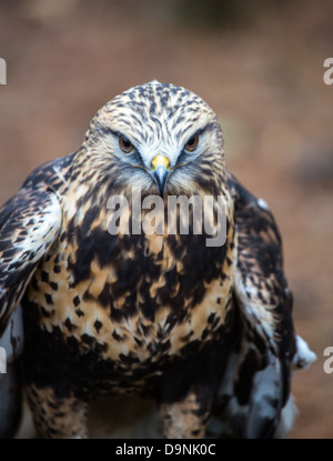 Un falco Rough-Legged ricerche per il suo prossimo pasto. Carolina Raptor Centre. Foto Stock