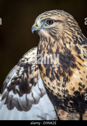 Un falco Rough-Legged ricerche per il suo prossimo pasto. Carolina Raptor Centre. Foto Stock