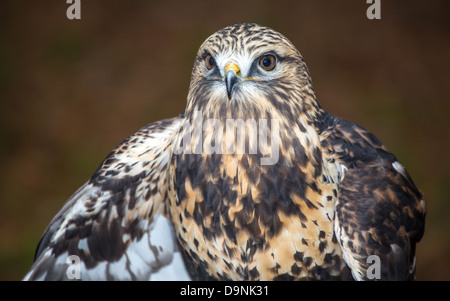 Un falco Rough-Legged ricerche per il suo prossimo pasto. Carolina Raptor Centre. Foto Stock