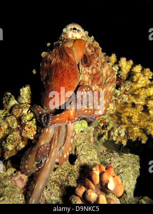 Reef Octopus(Octopus cyaneus). Foto Stock