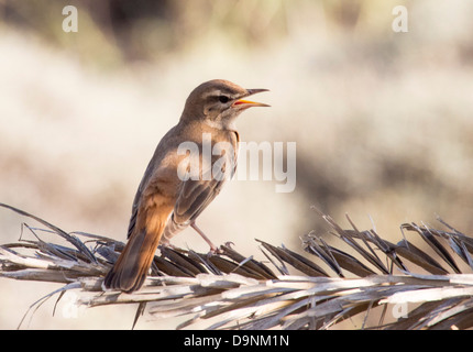 Rufous Bush Robin (Cercotrichas galactotes) su un Palm frond su Lesbo, Grecia. Foto Stock