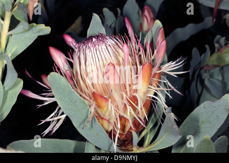 Close-up di Oleanderleaf / Oleandro-leaf Protea/Sugarbush flower -Protea neriifolia -Famiglia Proteaceae Foto Stock