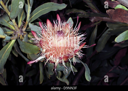 Close-up di Oleanderleaf / Oleandro-leaf Protea/Sugarbush flower -Protea neriifolia -Famiglia Proteaceae Foto Stock