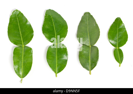 Foglie di combava isolato su bianco. Foto Stock