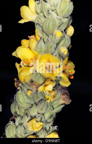 Grande / Comune Mullein- Molène thapsus- Famiglia Scrophulariaceae Foto Stock