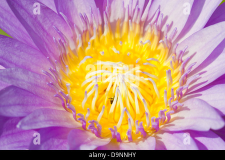 Close up viola giglio di acqua con api all'interno. Foto Stock