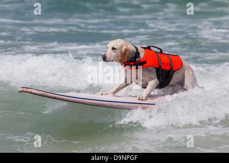 San Diego, CA, USA. Il 22 giugno, 2013. Il Loews Coronado Bay Surf cane concorso a Imperial Beach pier, appena a sud di San Diego. In tutte le forme e le dimensioni dei cani ha dimostrato per l'evento. Vi è stata solo cani su schede, seguita da un evento in tandem.Ora nel suo ottavo anno, questo popolare concorso canino è un'estensione di Loews Hotels & Resorts award-winning Loews ama gli animali domestici programma ed è diventato un grande successo di raccolta fondi per organizzazioni senza scopo di lucro. Per il secondo anno consecutivo, la manifestazione andrà a beneficio della ASPCAå¬ (Società americana per la prevenzione della crudeltà verso gli animali). Il ASPC Foto Stock