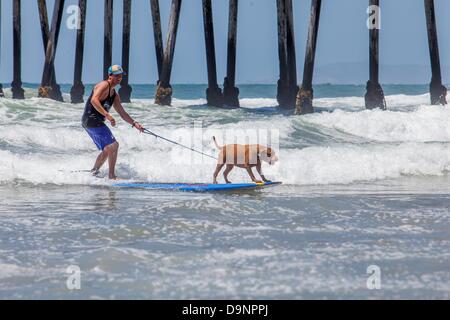 San Diego, CA, USA. Il 22 giugno, 2013. Il Loews Coronado Bay Surf cane concorso a Imperial Beach pier, appena a sud di San Diego. In tutte le forme e le dimensioni dei cani ha dimostrato per l'evento. Vi è stata solo cani su schede, seguita da un evento in tandem.Ora nel suo ottavo anno, questo popolare concorso canino è un'estensione di Loews Hotels & Resorts award-winning Loews ama gli animali domestici programma ed è diventato un grande successo di raccolta fondi per organizzazioni senza scopo di lucro. Per il secondo anno consecutivo, la manifestazione andrà a beneficio della ASPCAå¬ (Società americana per la prevenzione della crudeltà verso gli animali). Il ASPC Foto Stock