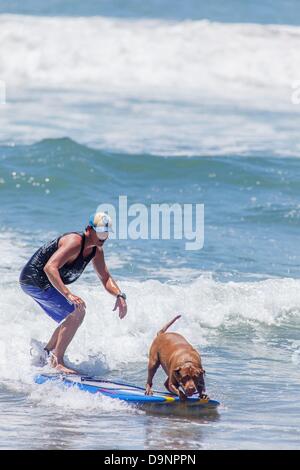 San Diego, CA, USA. Il 22 giugno, 2013. Il Loews Coronado Bay Surf cane concorso a Imperial Beach pier, appena a sud di San Diego. In tutte le forme e le dimensioni dei cani ha dimostrato per l'evento. Vi è stata solo cani su schede, seguita da un evento in tandem.Ora nel suo ottavo anno, questo popolare concorso canino è un'estensione di Loews Hotels & Resorts award-winning Loews ama gli animali domestici programma ed è diventato un grande successo di raccolta fondi per organizzazioni senza scopo di lucro. Per il secondo anno consecutivo, la manifestazione andrà a beneficio della ASPCAå¬ (Società americana per la prevenzione della crudeltà verso gli animali). Il ASPC Foto Stock