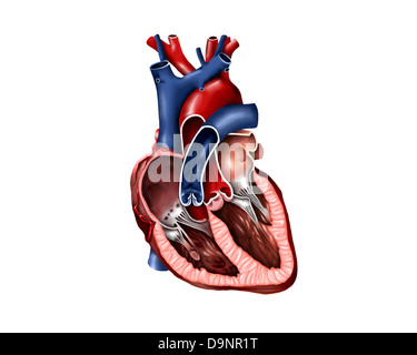 Sezione trasversale del cuore umano. Foto Stock