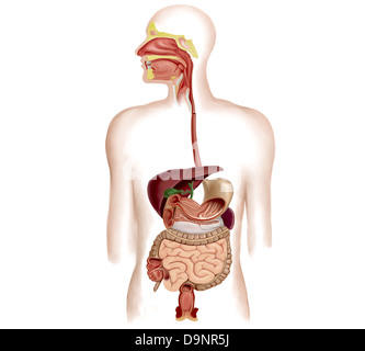 Anatomia dell apparato digestivo umano. Foto Stock