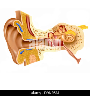 Sezione trasversale di un orecchio umano. Foto Stock