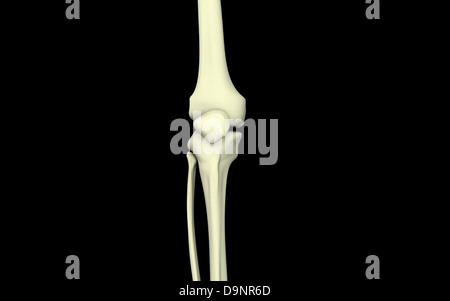 Illustrazione di osso del ginocchio, dritto. Foto Stock