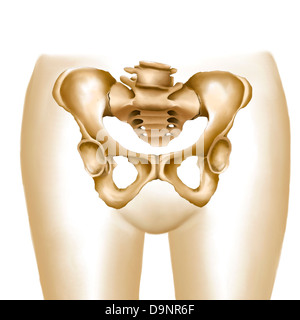 Anatomia femminile di hips e ossa pelviche. Foto Stock