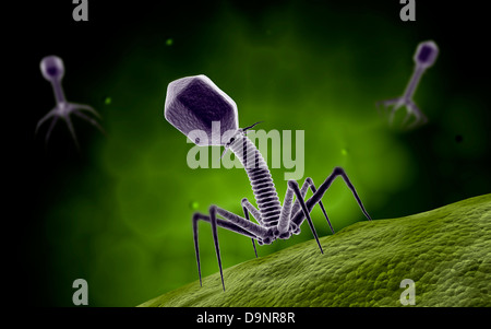 Vista microscopica del batteriofago. Foto Stock