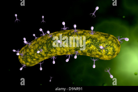 Vista microscopico di batteriofago che attacca i batteri. Foto Stock