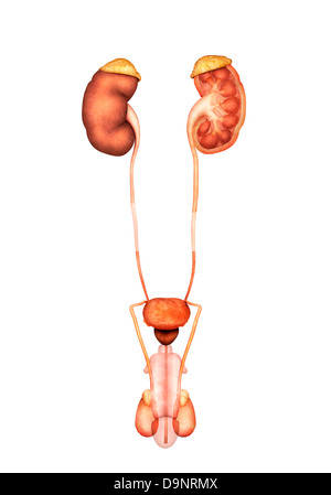 Anatomia umana del sistema urinario, vista frontale. Foto Stock