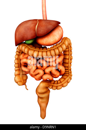 Anatomia dell apparato digestivo umano, vista frontale. Foto Stock