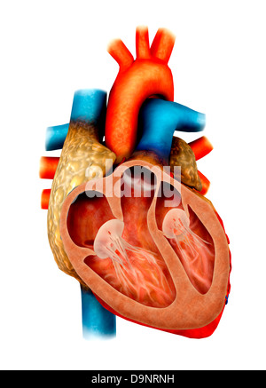 Anatomia del cuore umano, sezione trasversale. Foto Stock