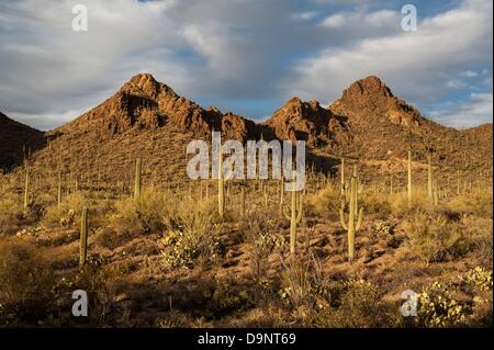 Tucson, Arizona, Stati Uniti. Il 23 giugno, 2013. Cactus Saguaro stand nel sole di setting a porte pass su Tucson, Ariz.'s west side. Il pass è uno dei più grandi risorse naturali aree di proprietà e gestito da un governo locale negli Stati Uniti Percorsi sono disponibili per equestre, escursioni a piedi e in mountain bike. ©sarà Seberger/ZUMAPRESS.com/Alamy Live News Foto Stock