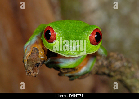 Red-eyed Treefrog (Agalychnis callidryas) in Costa Rica foresta pluviale Foto Stock