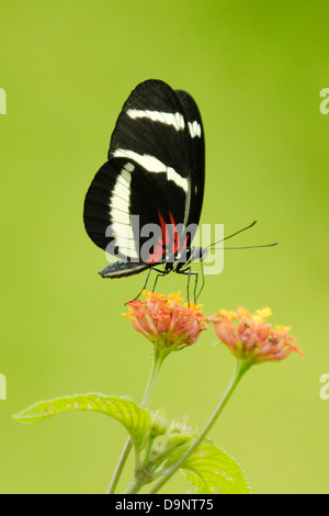 Hewitson's Longwing (Heliconius hewitsoni) alimentazione in Costa Rica foresta pluviale Foto Stock