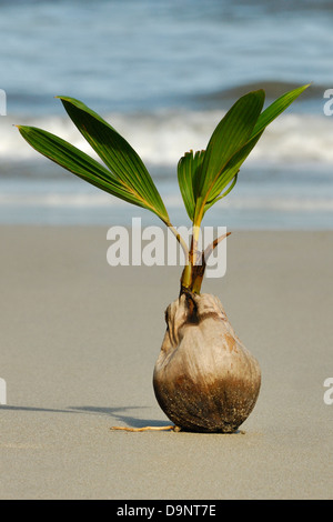 (Cocco Cocos nucifera) la germogliazione su una Costa Rica beach Foto Stock