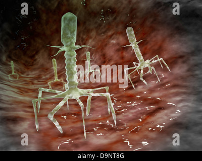 Vista microscopico dei batteriofagi sulla superficie di un batterio. Foto Stock