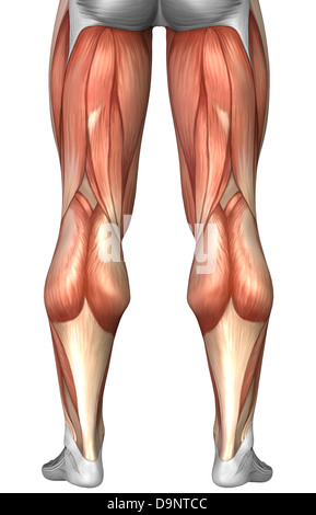 Diagramma che illustra i gruppi muscolari sul retro delle gambe umane. Foto Stock