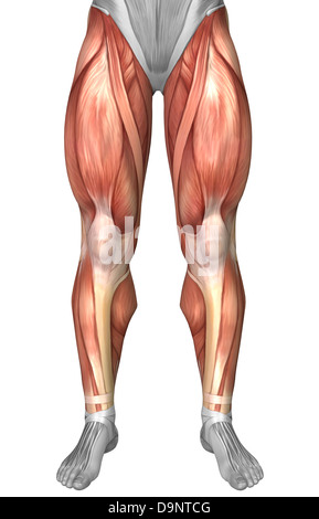 Diagramma che illustra i gruppi muscolari sulla parte anteriore delle gambe umane. Foto Stock