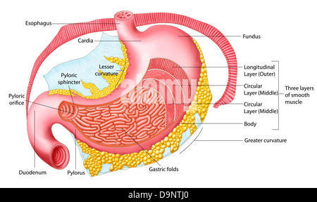 Anatomia dello stomaco umano. Foto Stock