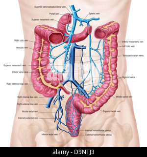 Anatomia di addominale umana sistema della vena. Foto Stock