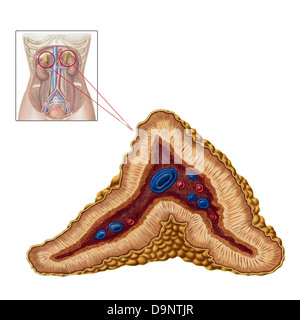 Anatomia della ghiandola surrenale, sezione trasversale. Foto Stock